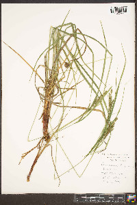 Carex roanensis image