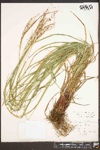 Carex roanensis image