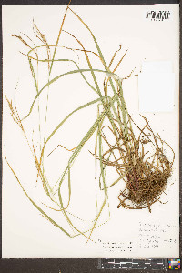 Carex roanensis image