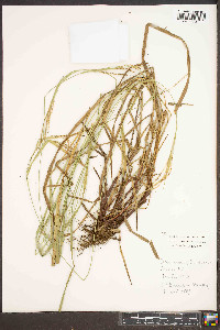 Carex roanensis image