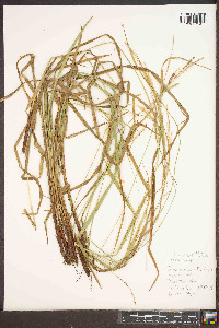 Carex roanensis image