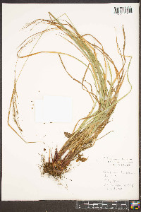 Carex roanensis image