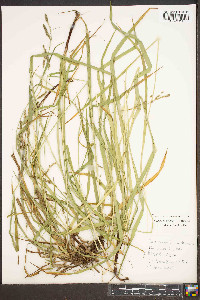 Carex roanensis image