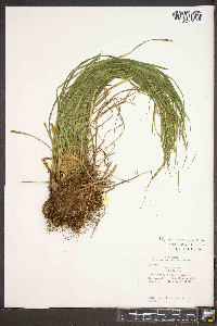 Carex roanensis image