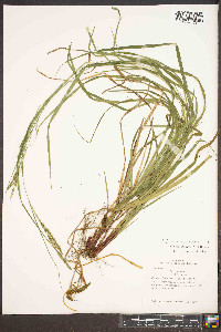 Carex roanensis image