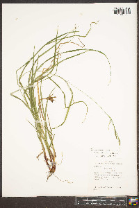 Carex roanensis image