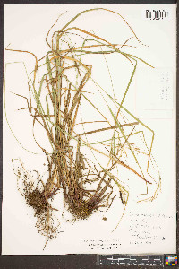 Carex roanensis image