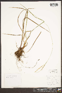 Carex roanensis image