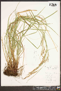 Carex roanensis image