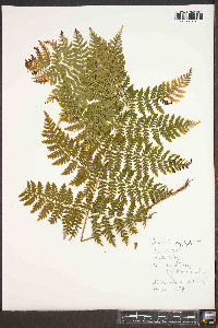 Dryopteris campyloptera image