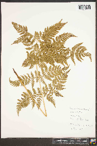 Dryopteris campyloptera image