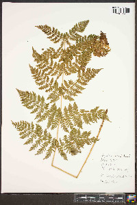 Dryopteris campyloptera image