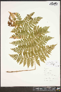 Dryopteris campyloptera image