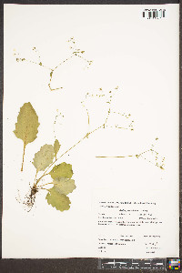 Micranthes caroliniana image