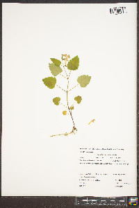 Scutellaria saxatilis image