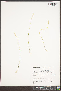 Polygala ambigua image