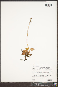 Goodyera pubescens image