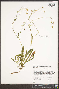 Crepis capillaris image