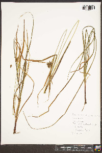 Carex intumescens var. intumescens image