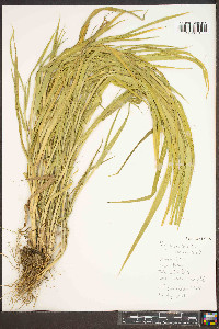 Panicum capillare var. capillare image