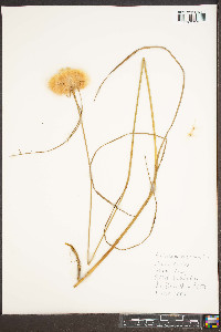 Eriophorum virginicum image