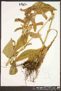 Solidago patula image