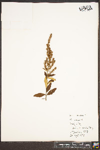 Spiraea tomentosa image