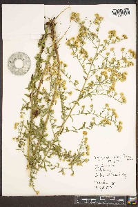 Symphyotrichum pilosum var. pilosum image