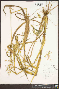 Echinochloa muricata var. muricata image