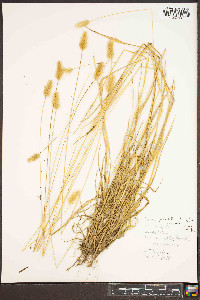 Setaria pumila subsp. pumila image