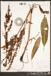 Rumex obtusifolius image