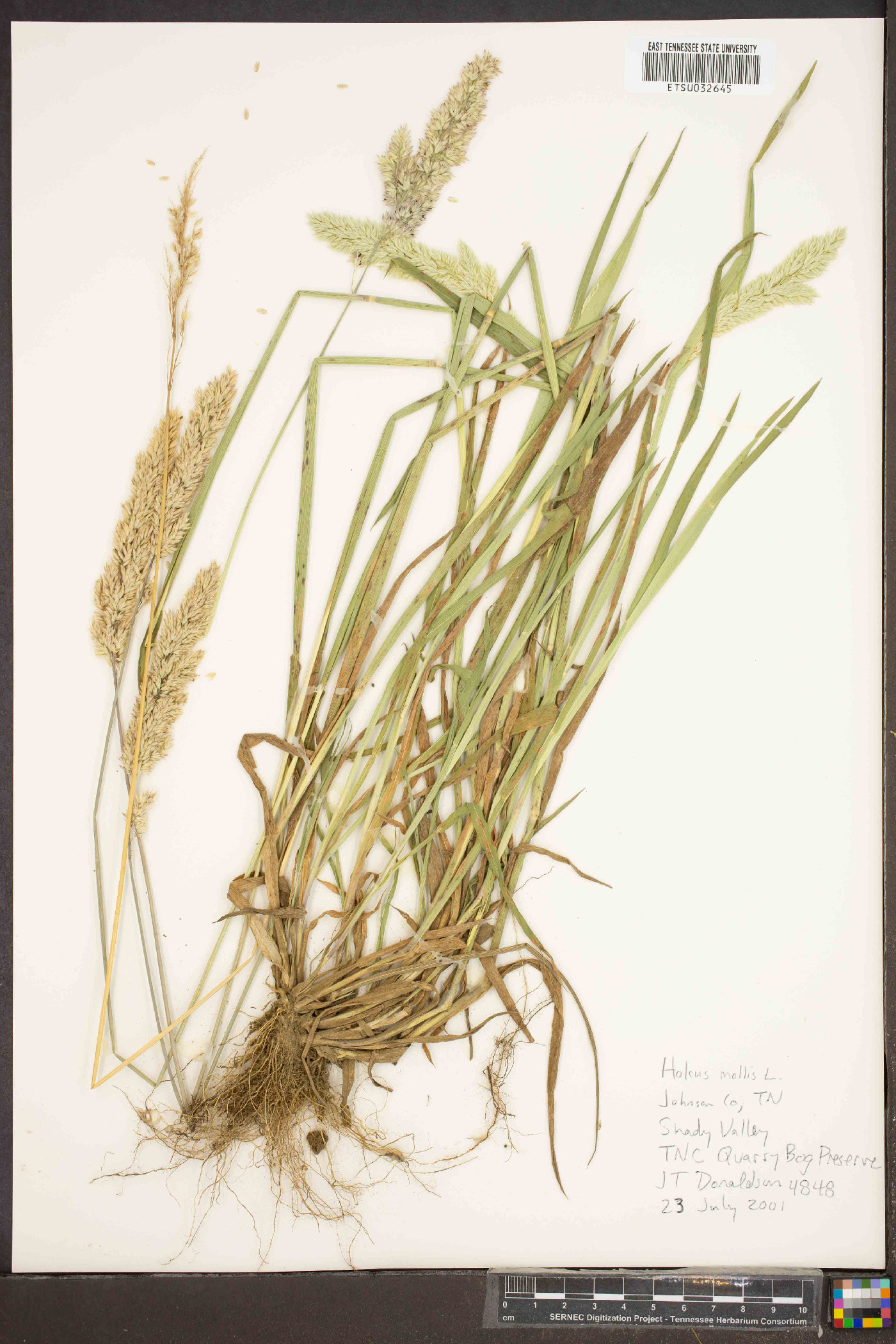 Holcus mollis image