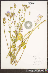 Malva moschata image