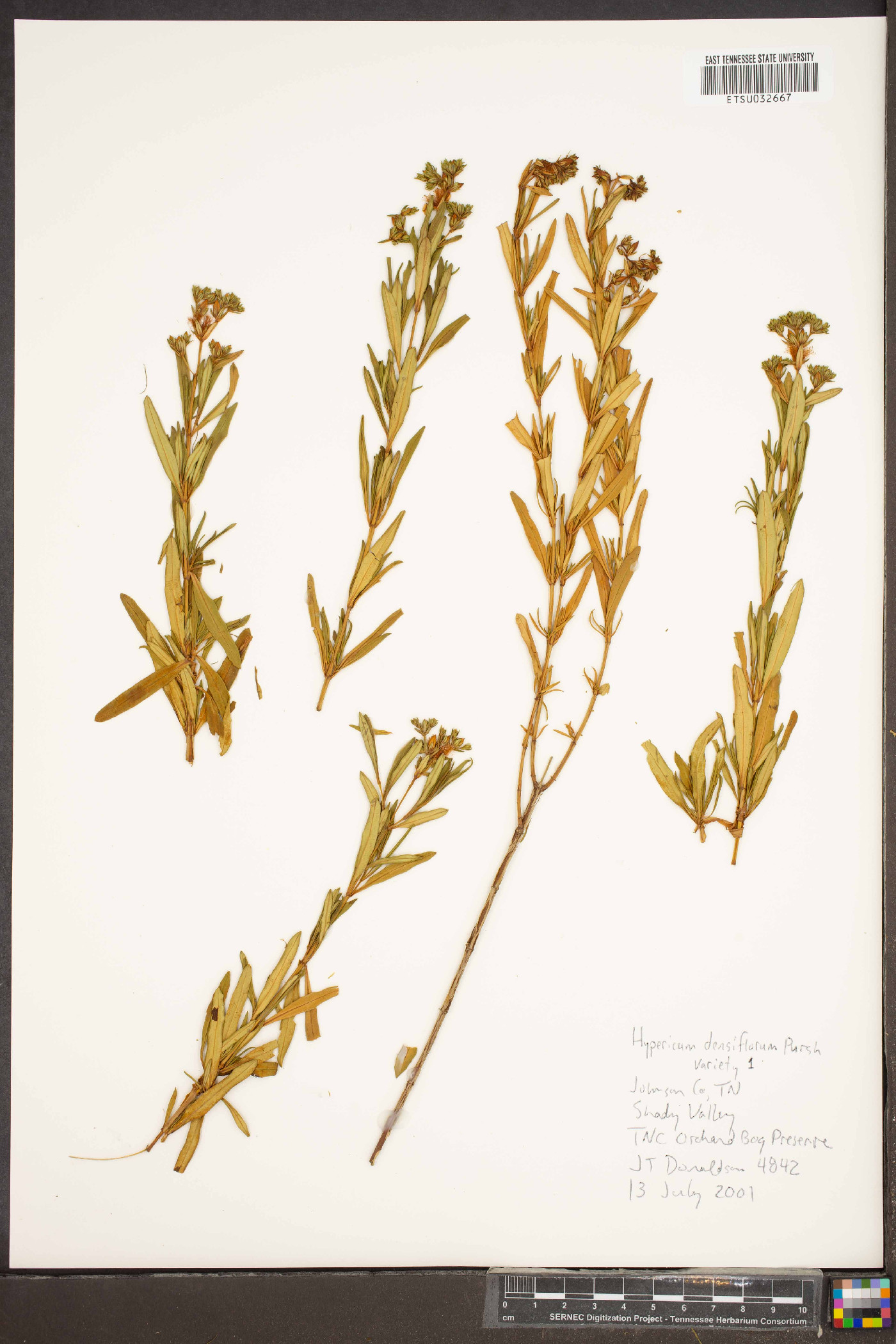 Hypericum densiflorum var. densiflorum image