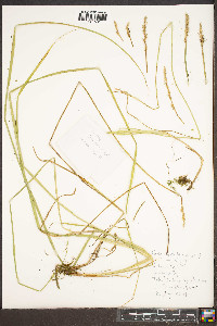 Carex stipata var. stipata image