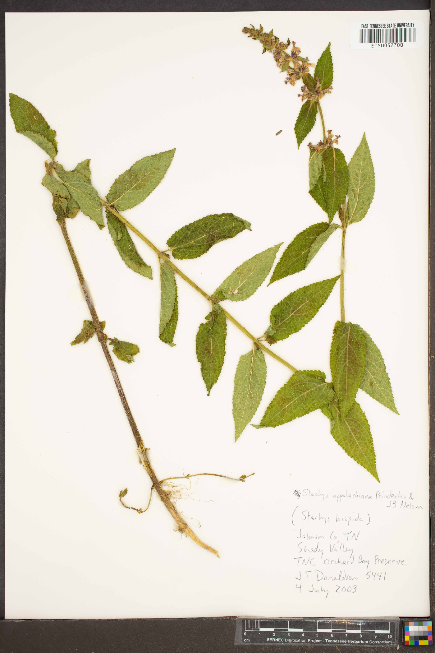 Stachys appalachiana image