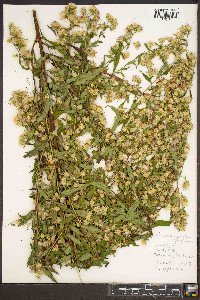 Symphyotrichum praealtum image