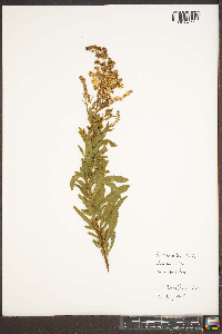 Spiraea alba image