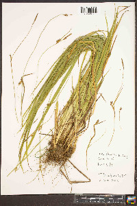 Carex styloflexa image