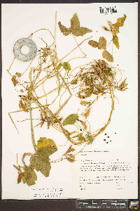 Amphicarpaea bracteata var. comosa image