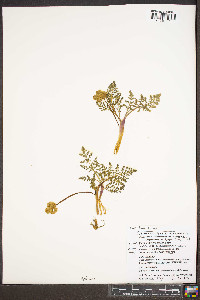 Lomatium bicolor image