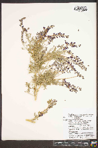 Psorothamnus fremontii image