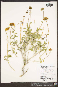 Encelia virginensis image