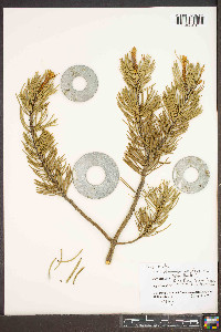 Pinus edulis image