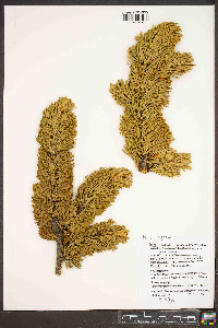 Pinus longaeva image