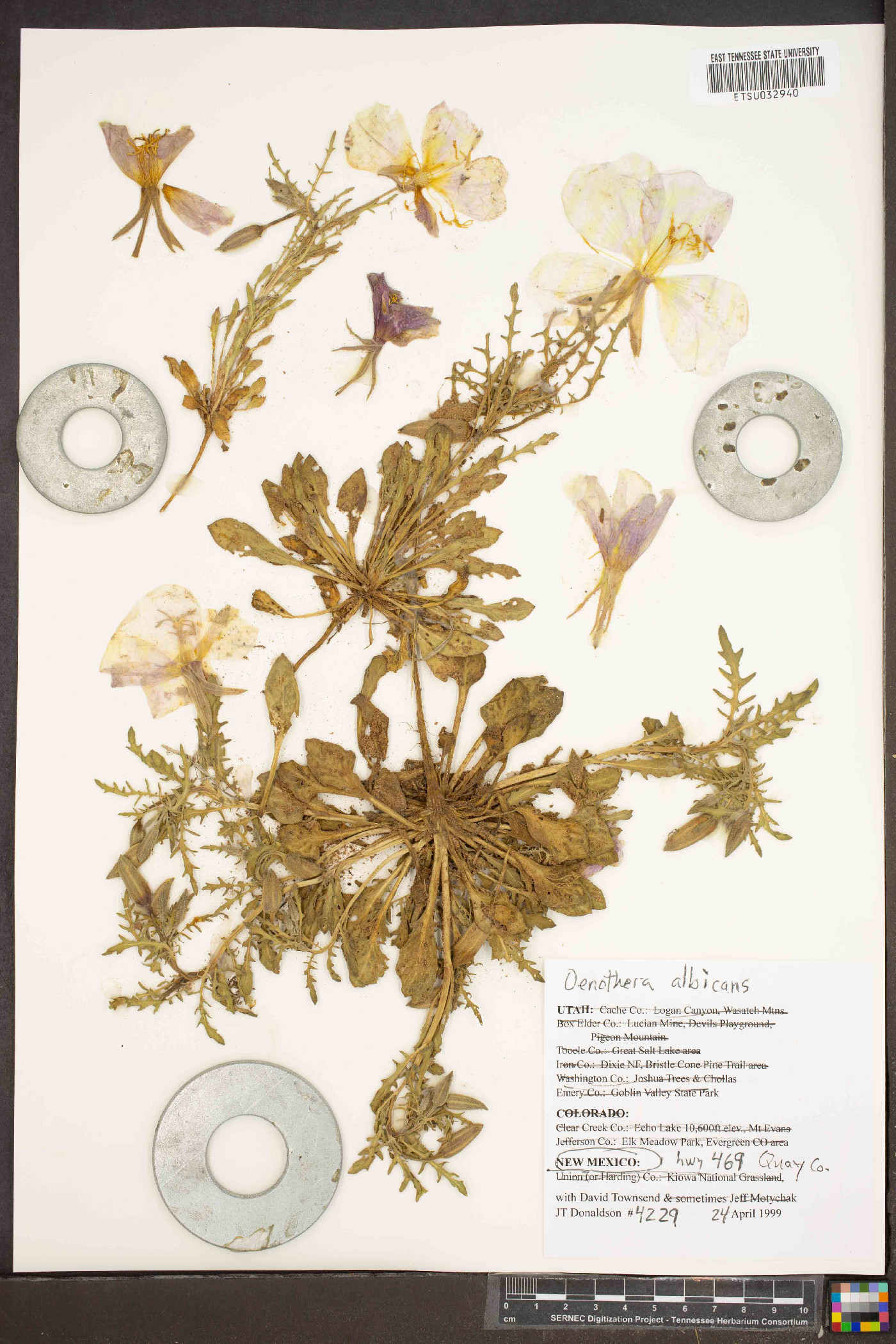 Oenothera nocturna image