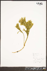 Dendrolycopodium hickeyi image