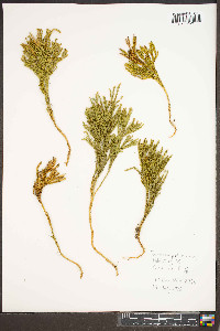 Dendrolycopodium hickeyi image