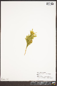 Dendrolycopodium hickeyi image