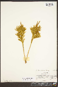 Dendrolycopodium hickeyi image